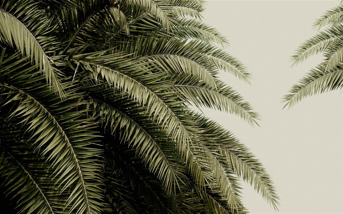 Fotobehang varenbladeren dicht bedekt met vocht als het regent