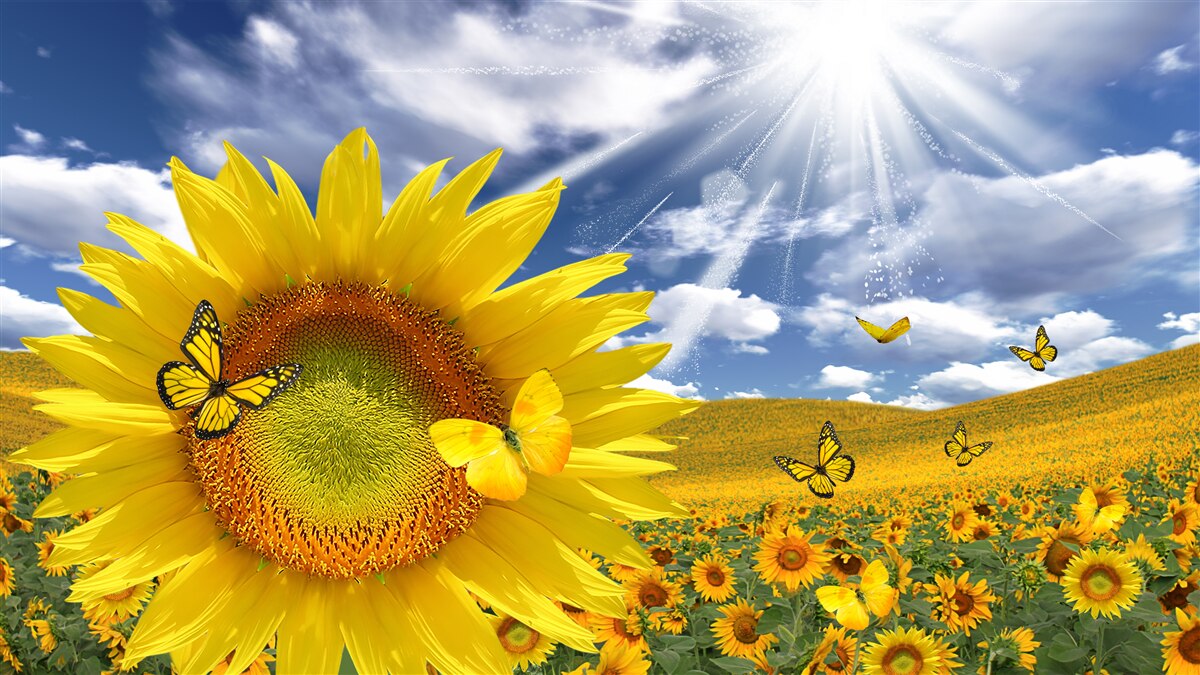Fotobehang gouden vlinders zweven in de blauwe lucht boven een veld zonnebloemen
