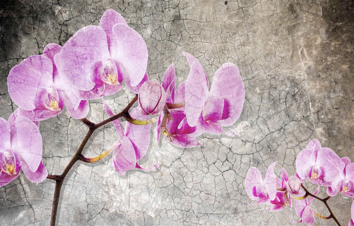 Fotobehang lila orchideeëntakken op grijze achtergrond