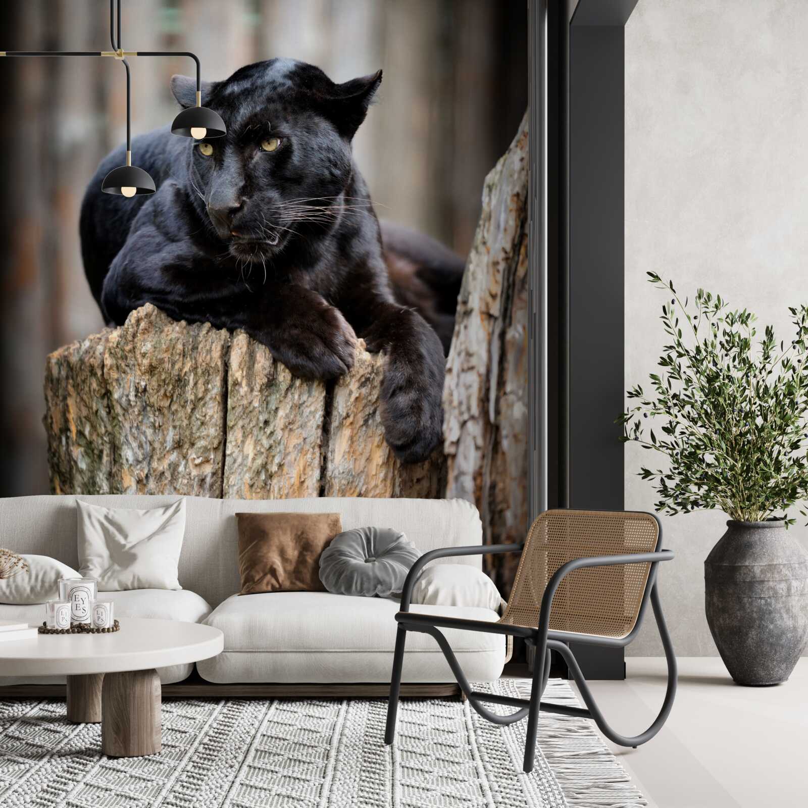 Fotobehang een zwarte panter zit op een boom