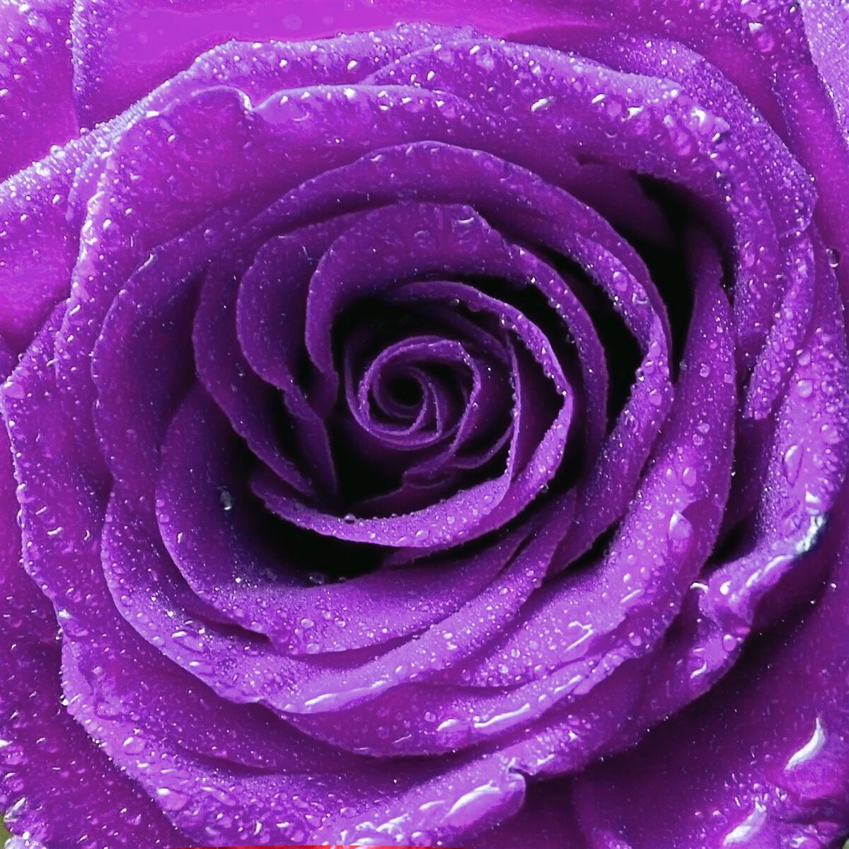 Fotobehang grote dauwdruppels op de bloemblaadjes van een lila roos