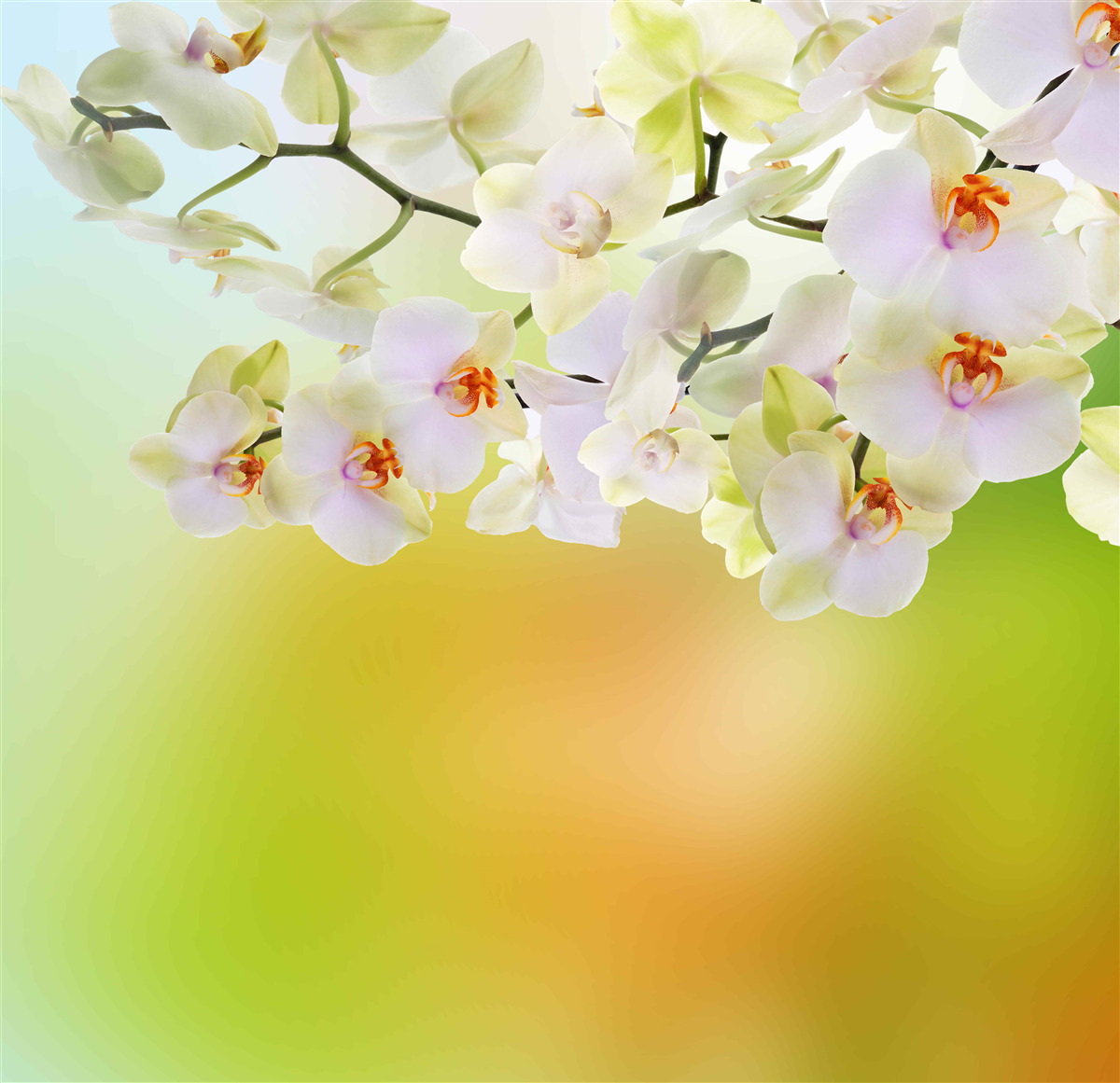 Fotobehang sneeuwwitte knoppen en orchideeën bloeien op de takken