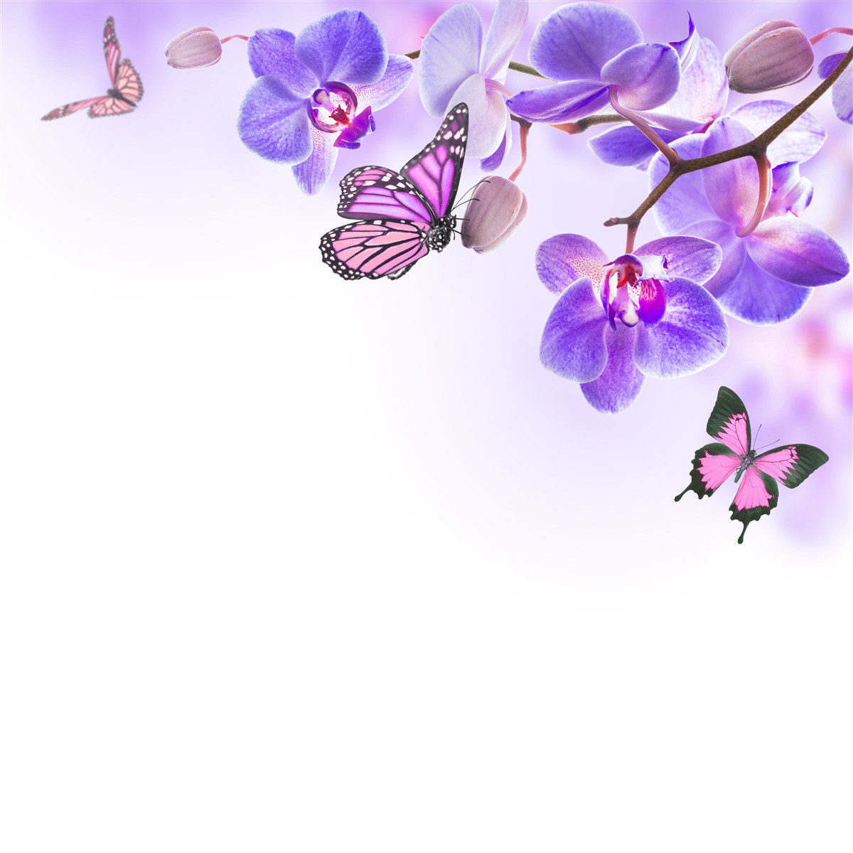 Fotobehang vlinders zweven over orchideeën met violetblauwe bloemblaadjes