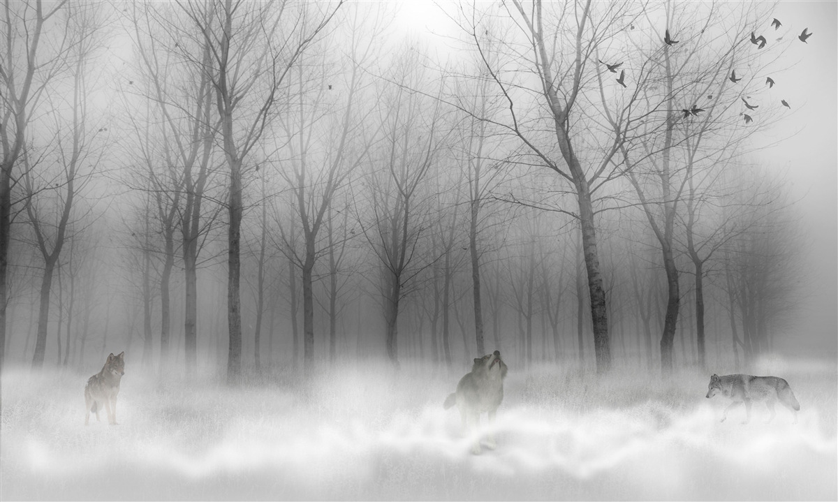 Fotobehang een winterdag in het bos, gehuld in mist