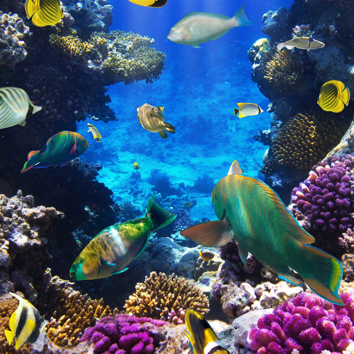 Fotobehang de mysterieuze diepten van de oceaan