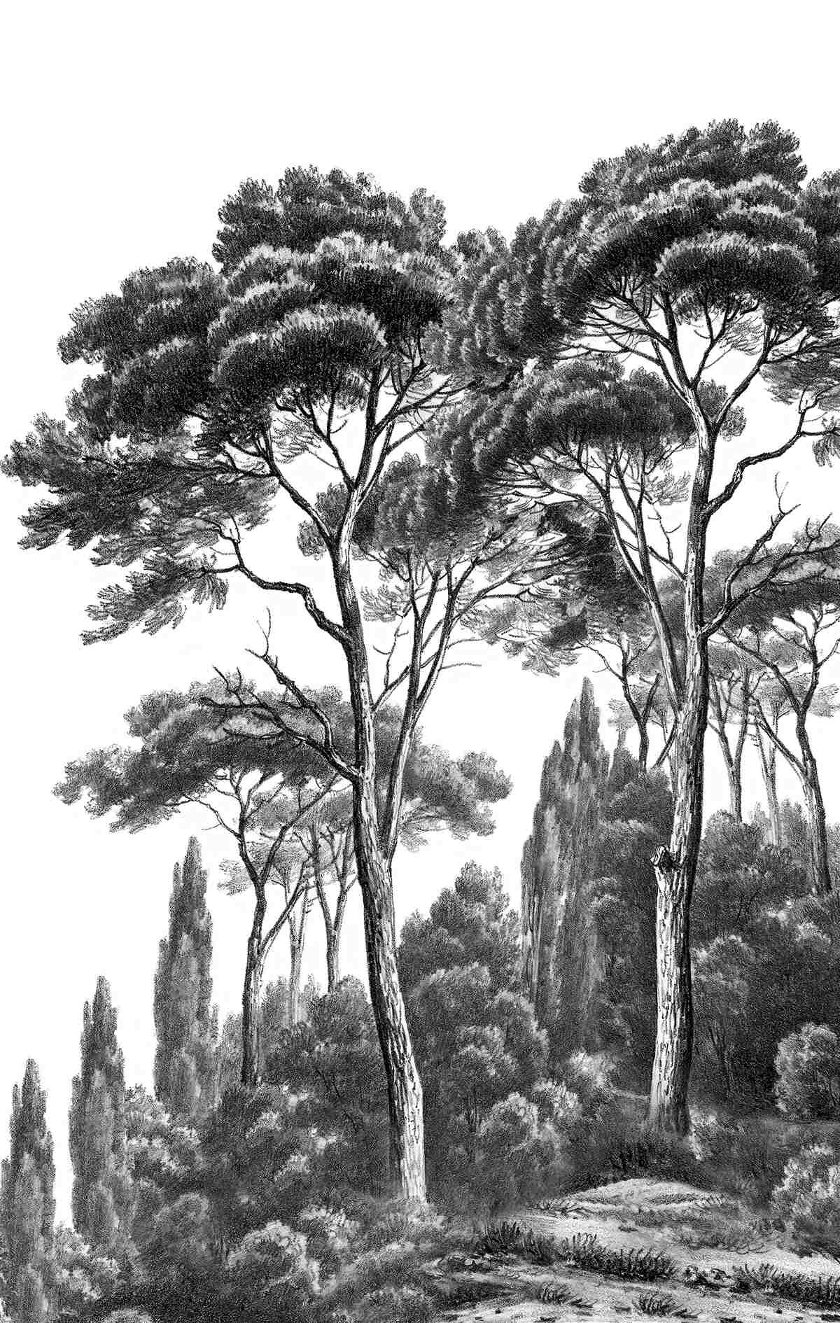 Fotobehang pijnbomen uit italie