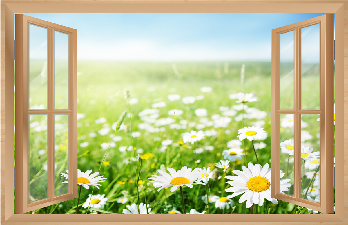 Fotobehang panorama van een kamilleveld