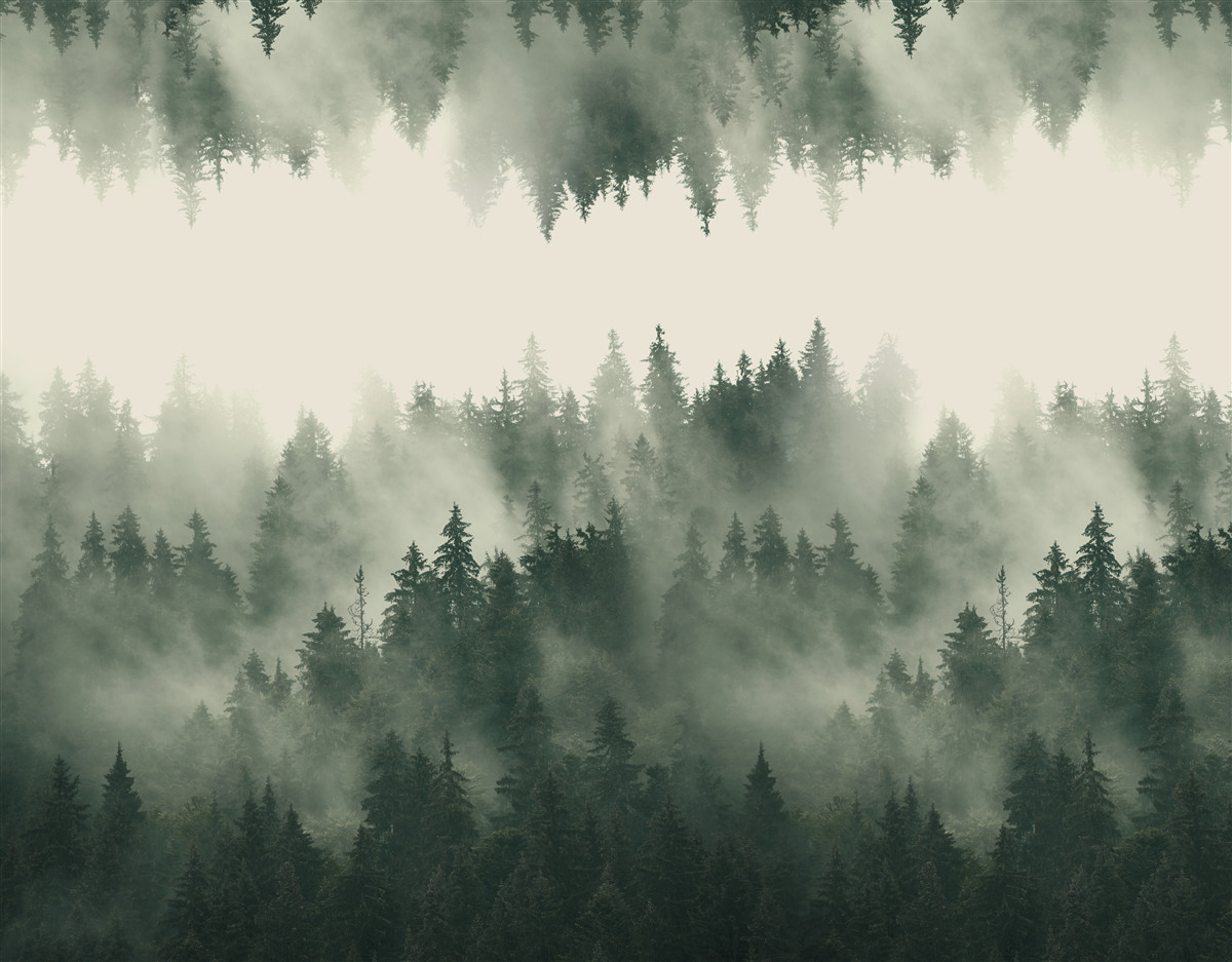 Fotobehang mistig bos met dichte vegetatie