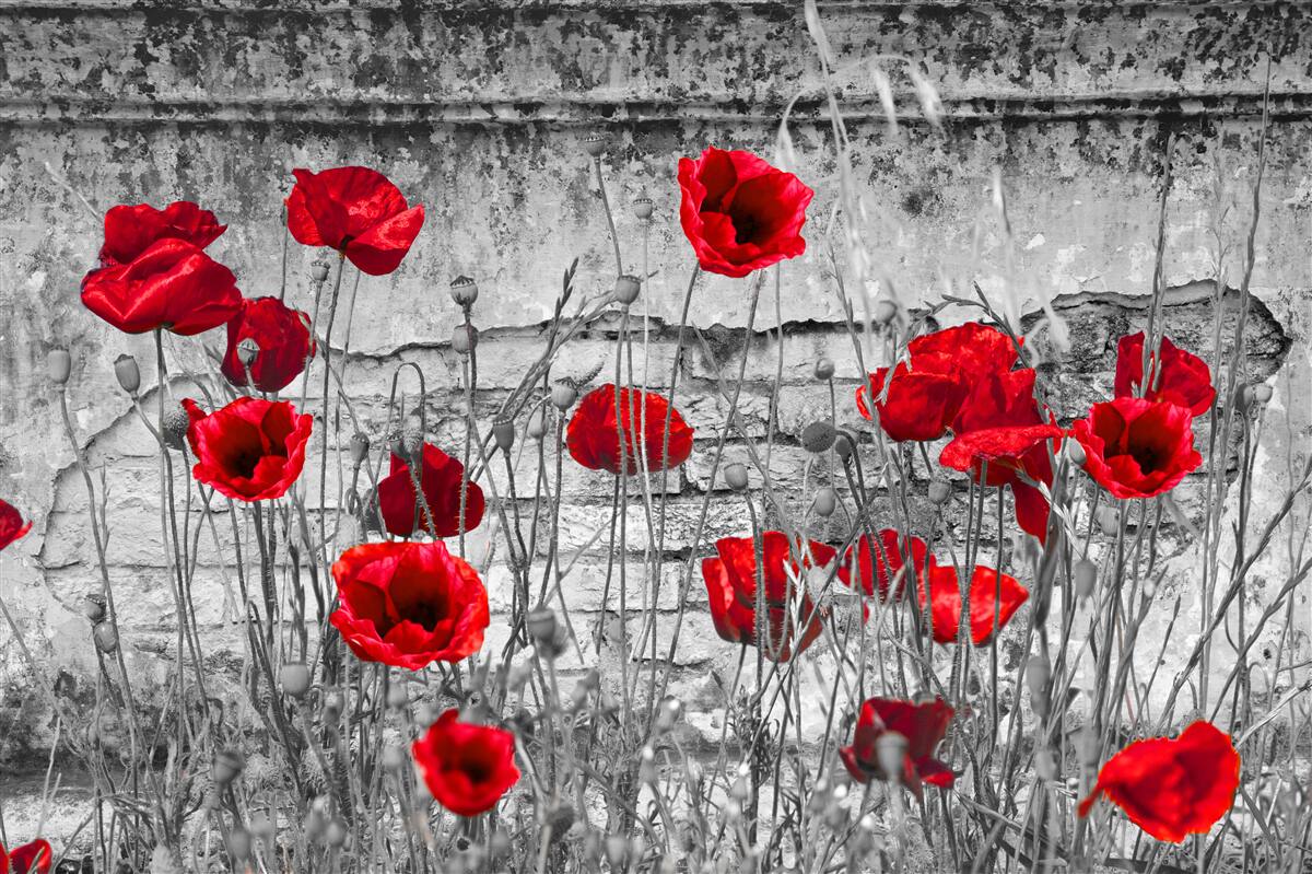 Fotobehang scharlaken klaprozen op een grijze achtergrond