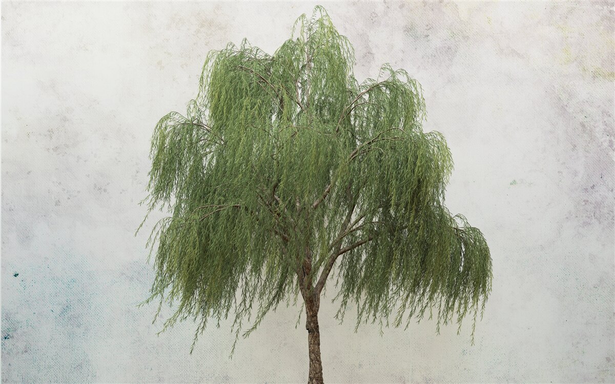 Fotobehang treurwilg