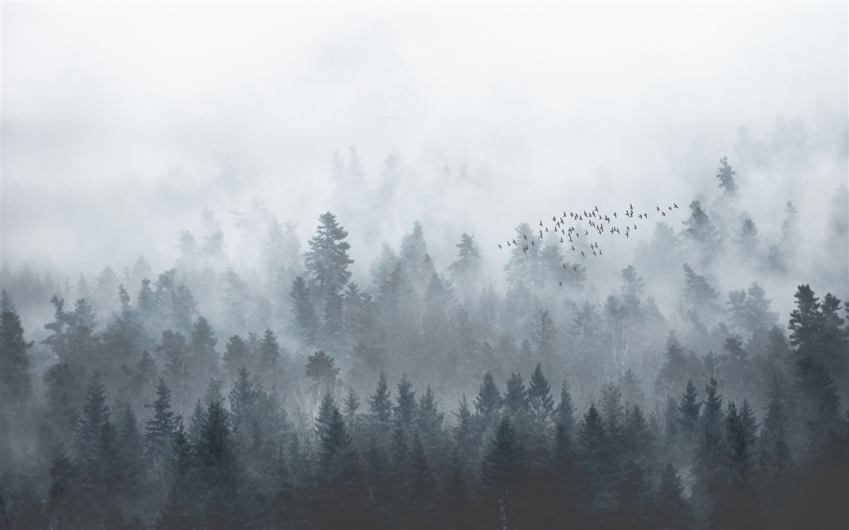 Fotobehang bos gehuld in mist