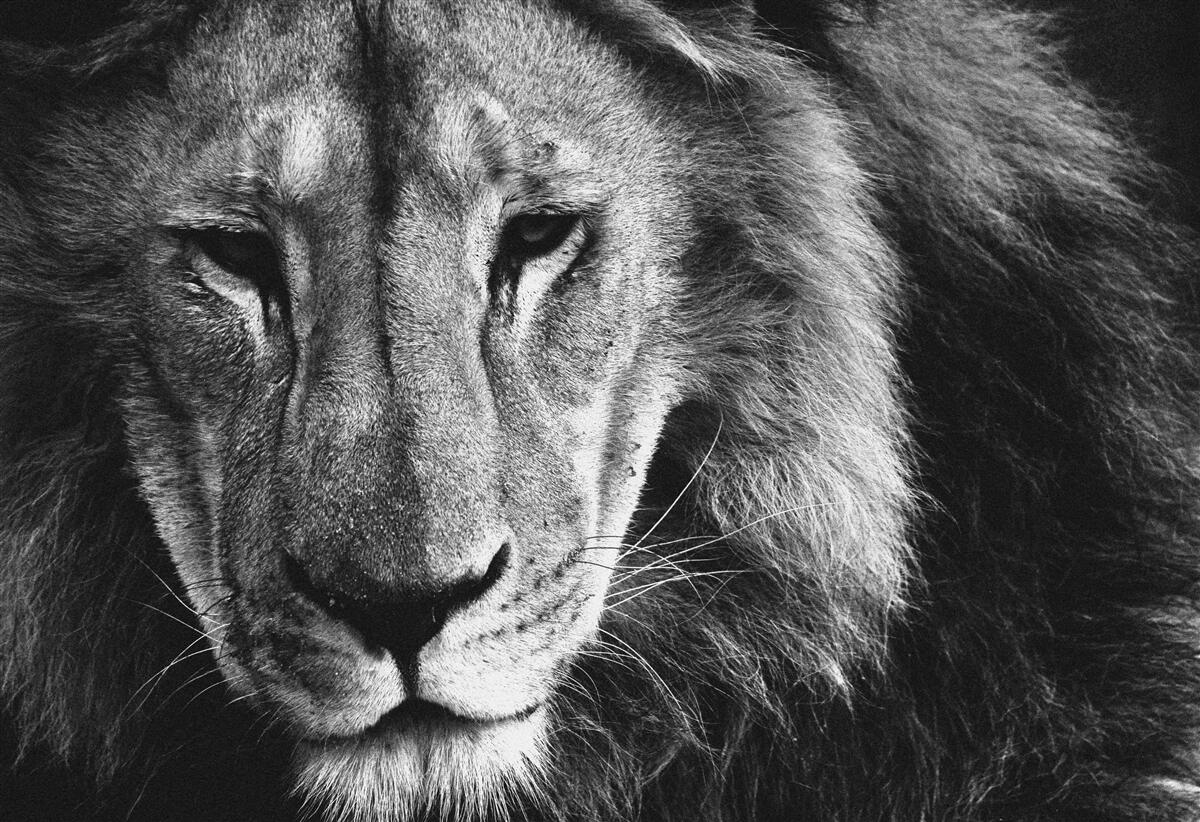 Fotobehang portret van een volwassen leeuw in zwart-wit