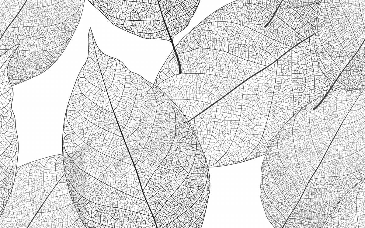 Fotobehang transparante grote bladeren