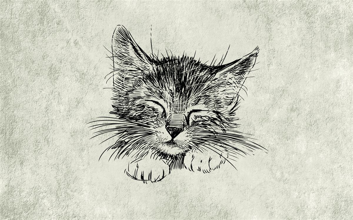 Fotobehang de foto toont een kat met gesloten ogen