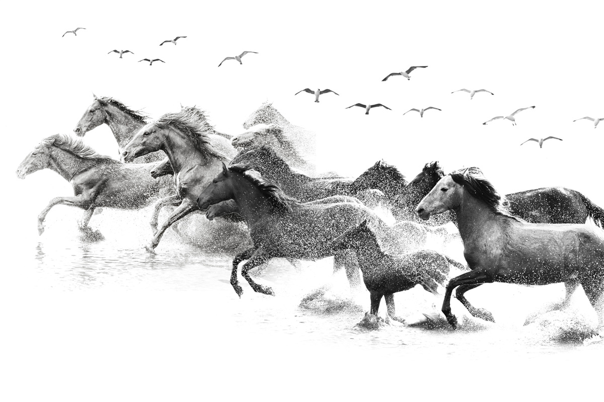 Fotobehang veel galopperende paarden