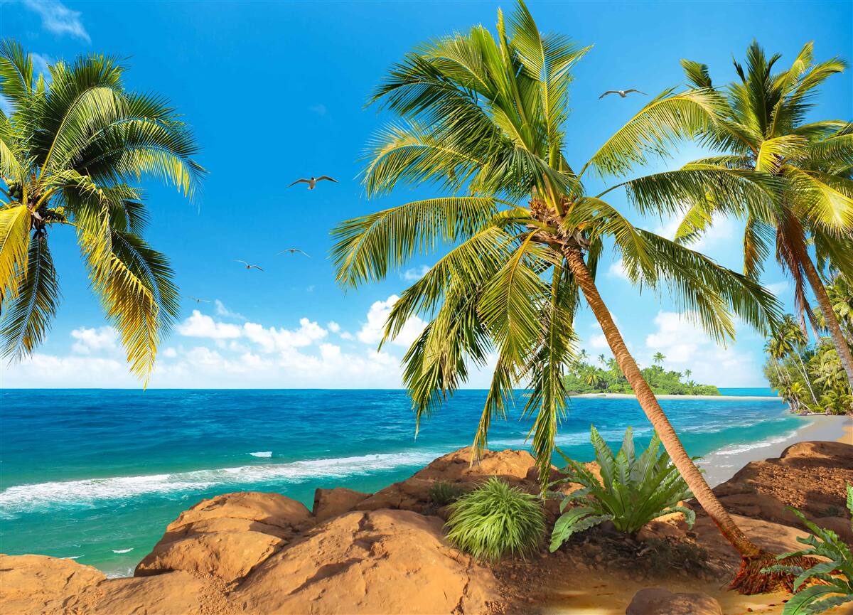 Fotobehang Hoge palmbomen aan de kust