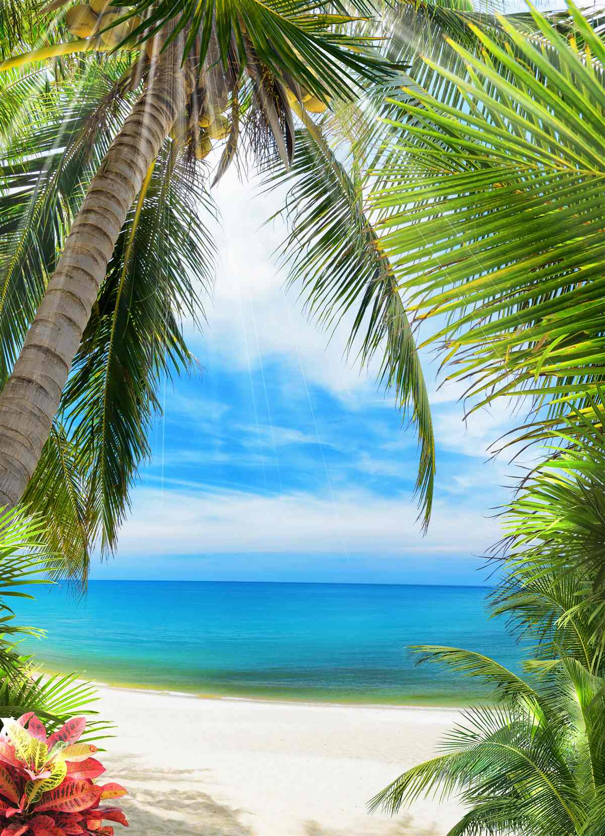 Fotobehang pad naar de oceaan door de palmbomen