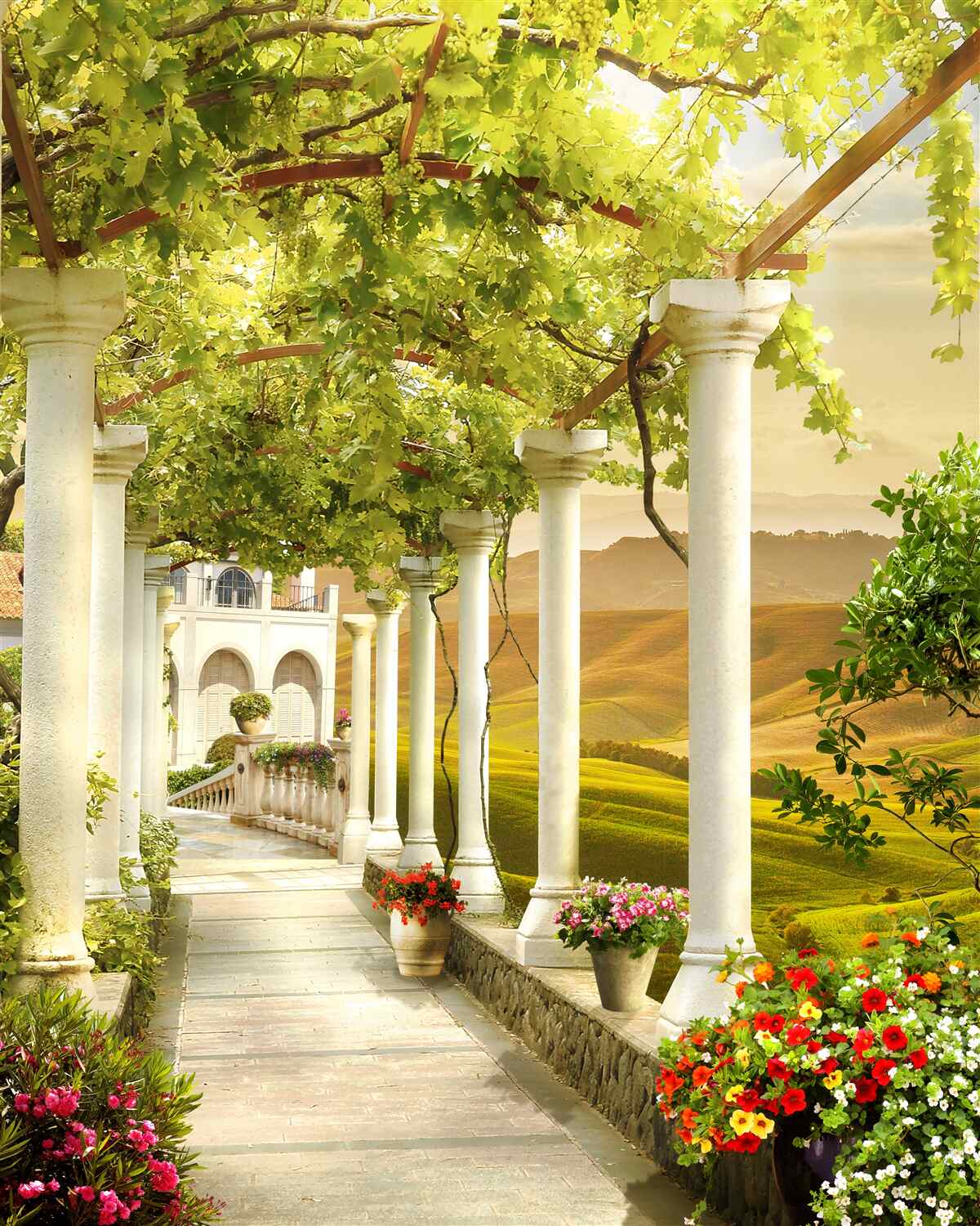 Fotobehang de wijnranken wikkelen zich rond de kolommen