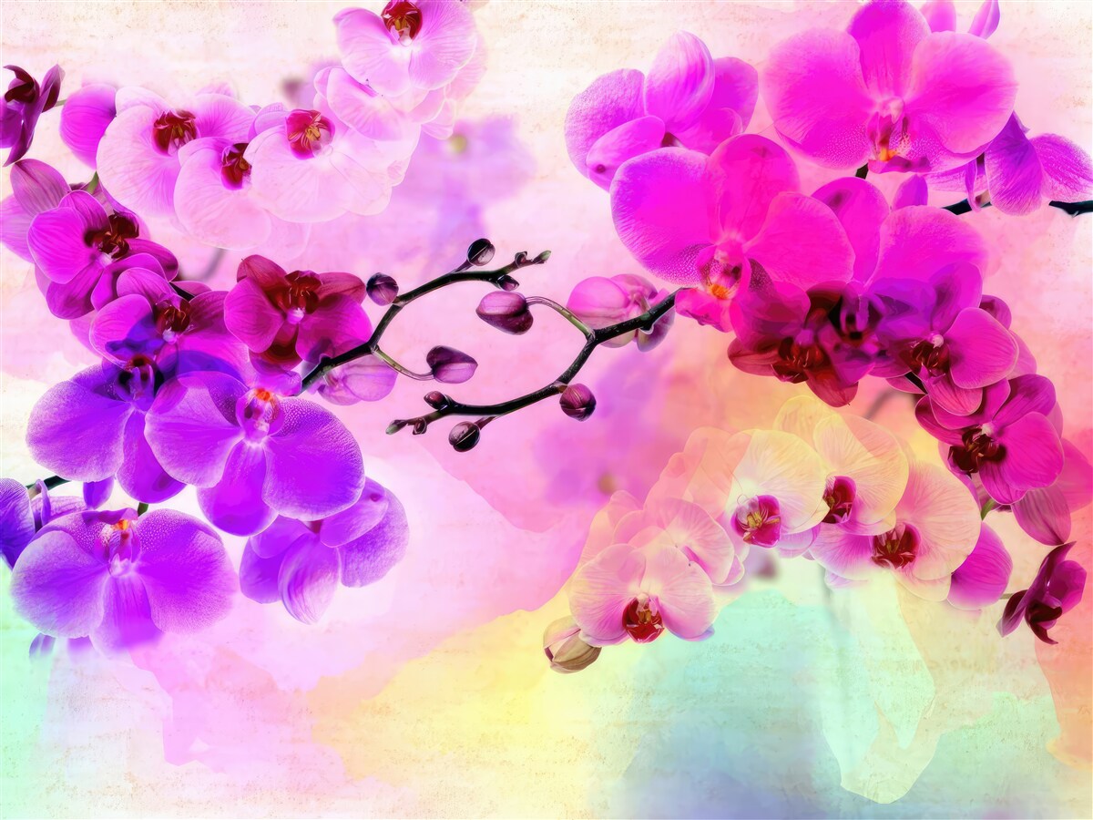 Fotobehang orchideeën in alle tinten van de regenboog