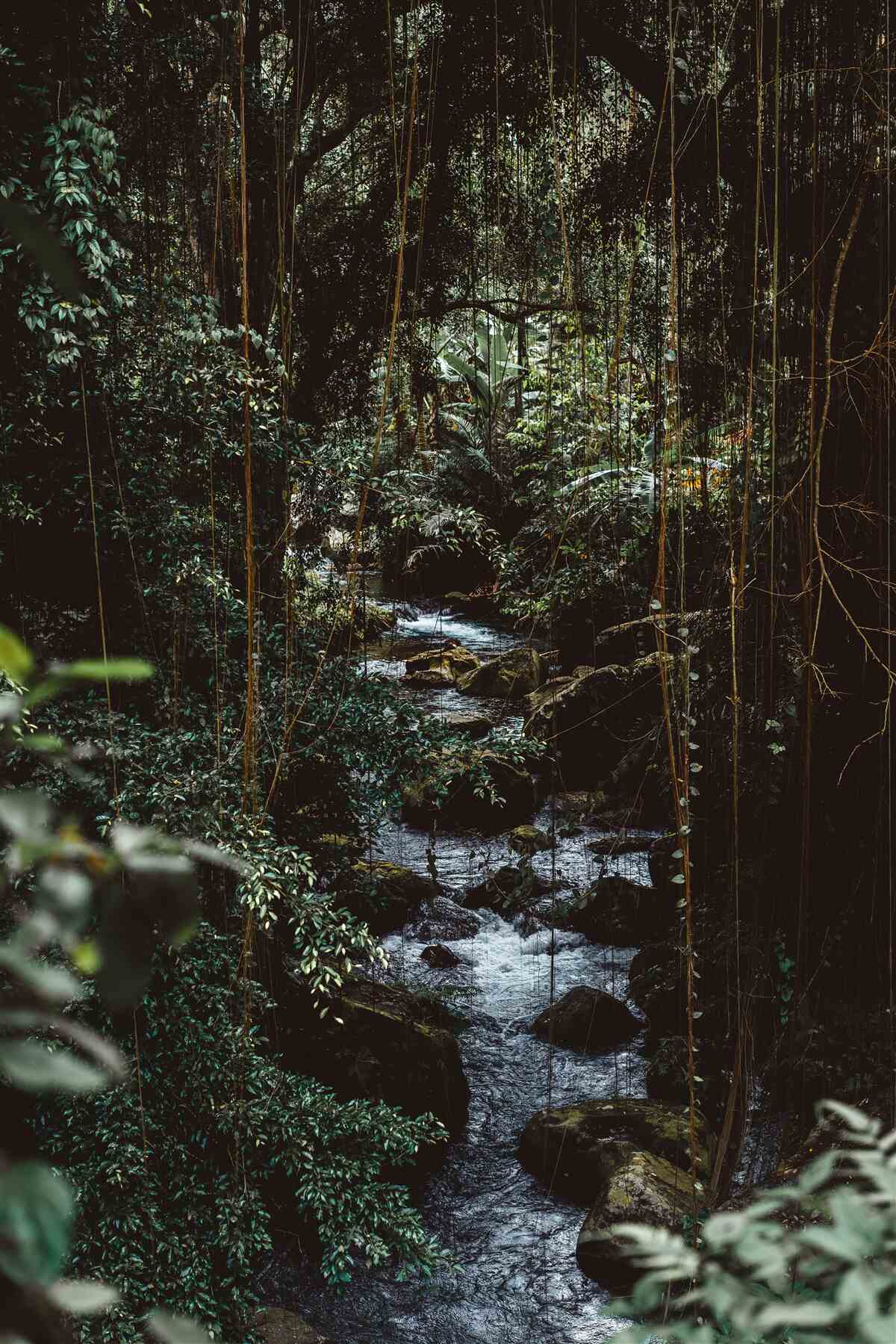 Fotobehang bosrivier