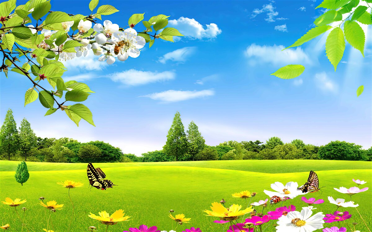 Fotobehang groen gazon en vlinder