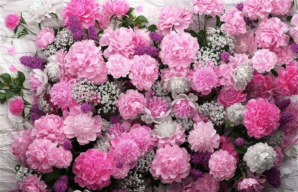 Fotobehang groot aantal roze pioenrozen