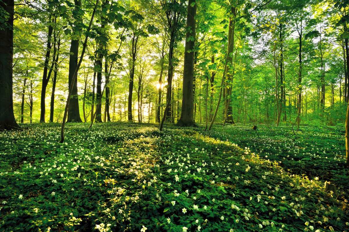 Fotobehang een open plek in een bos bedekt met bloemen
