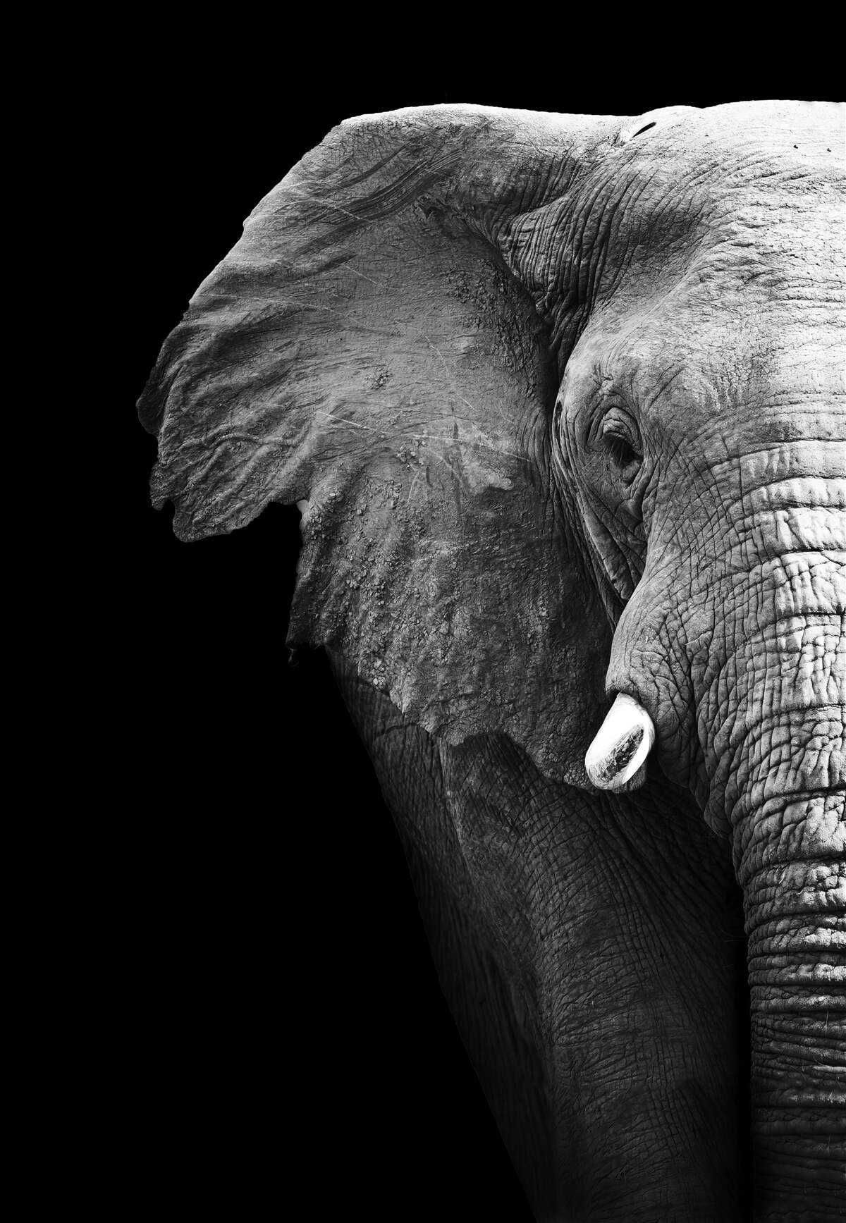 Fotobehang close-up van een olifant op een zwarte achtergrond