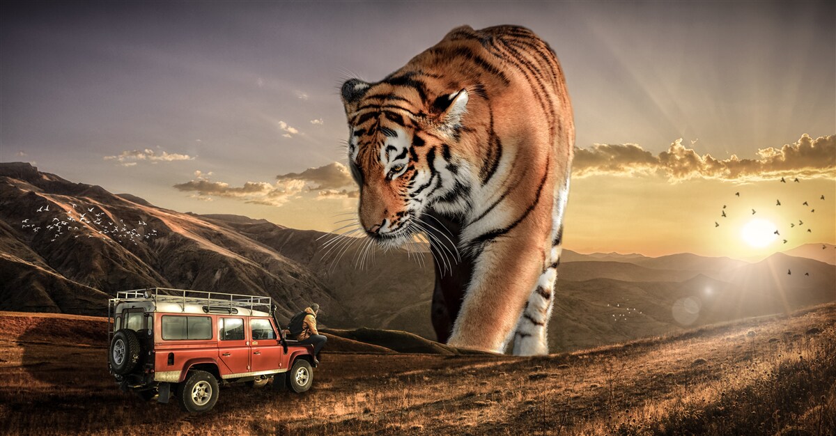 Fotobehang grote tijger kijkt naar de auto