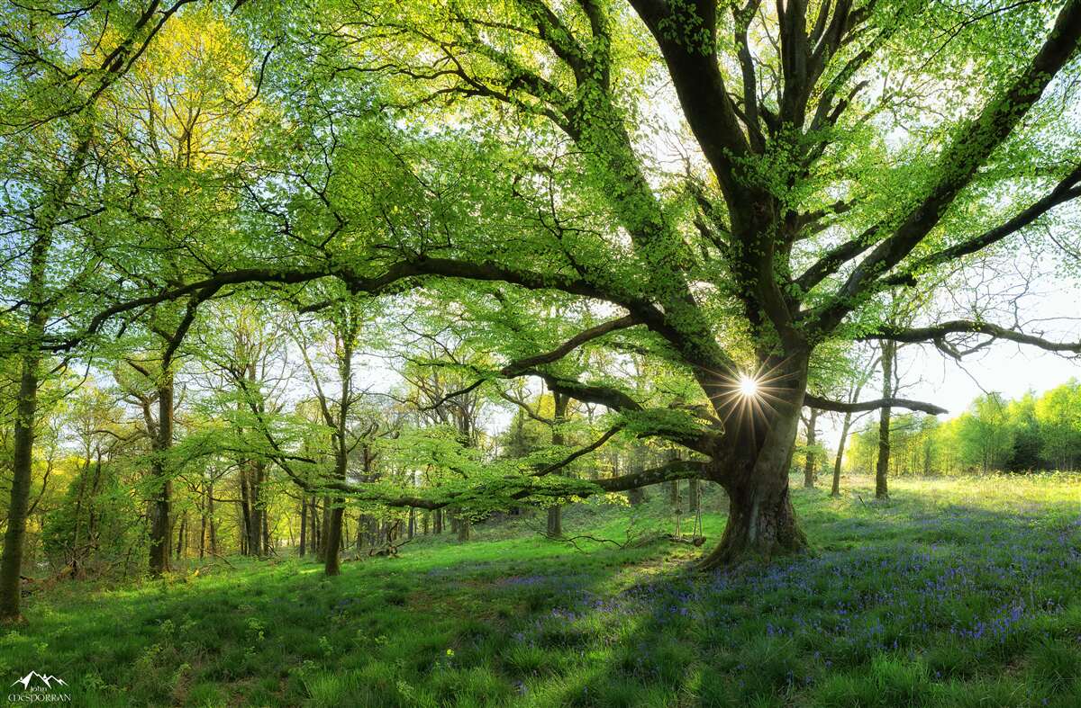 Fotobehang mooi groen bos