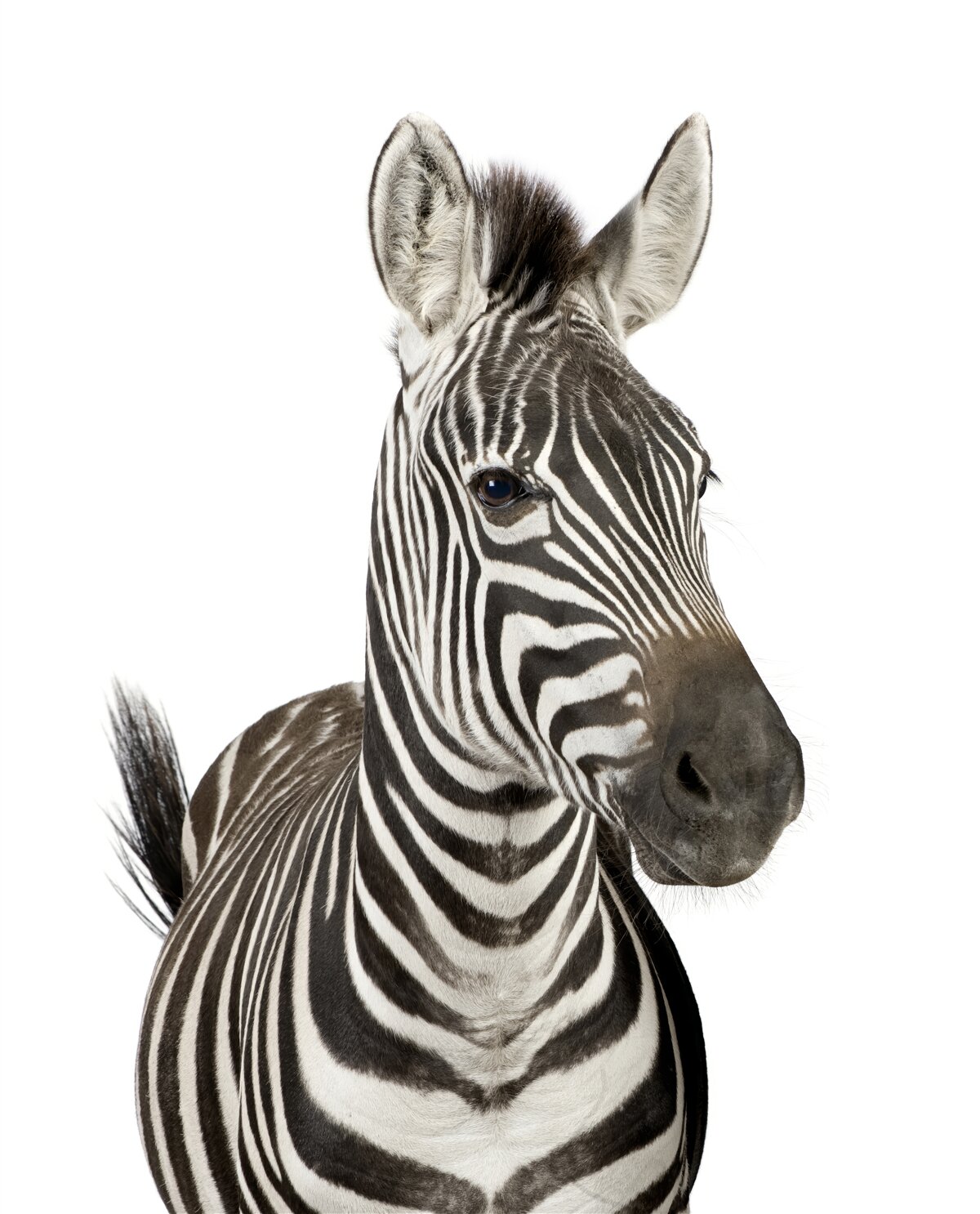 Fotobehang afbeelding van een zebra