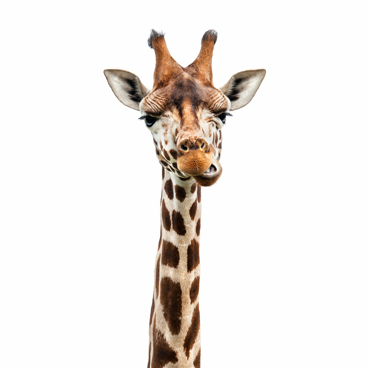 Fotobehang ongewone uitdrukking op het gezicht van een giraffe