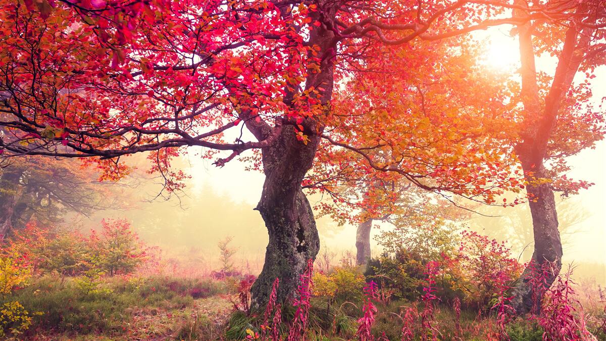 Fotobehang bloeiende bomen midden in een mistig bos