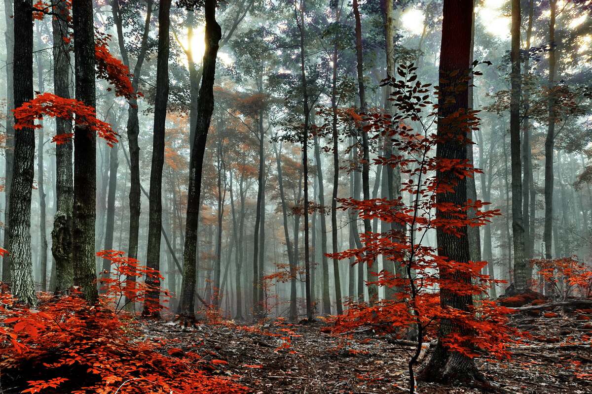 Fotobehang bos zonder bladeren in de herfst