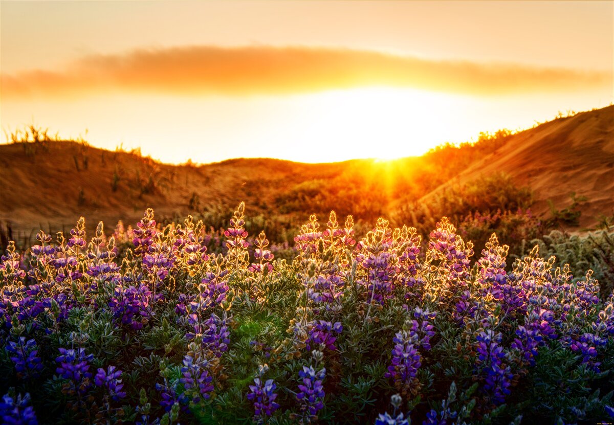 Fotobehang Veldbloemen tegen een achtergrond van zonsondergang