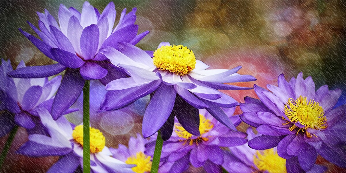 Fotobehang paarse bloemen met een geel hart