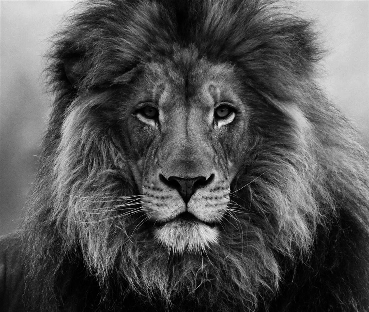 Fotobehang beeld van een volwassen leeuw