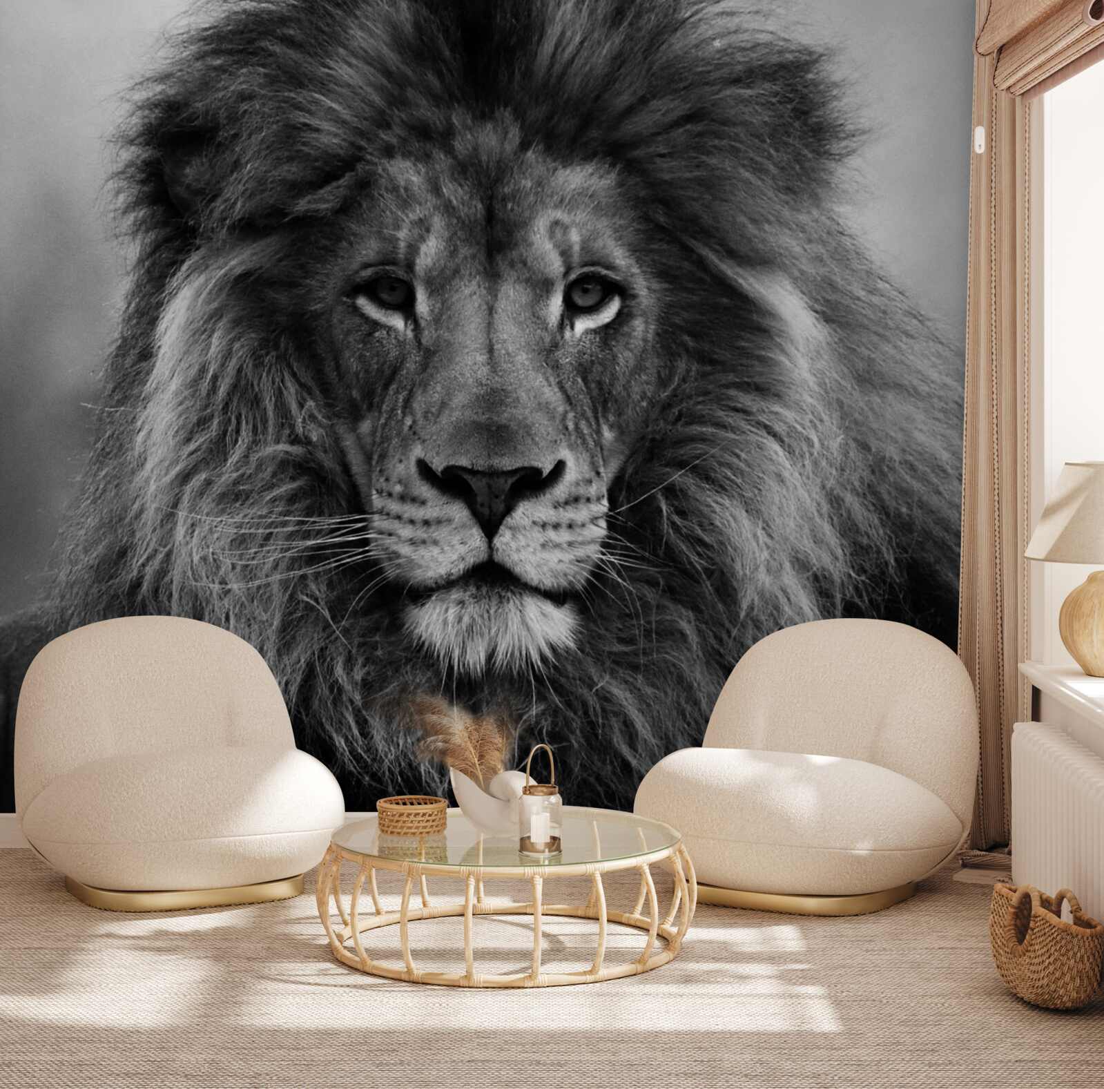 Fotobehang beeld van een volwassen leeuw