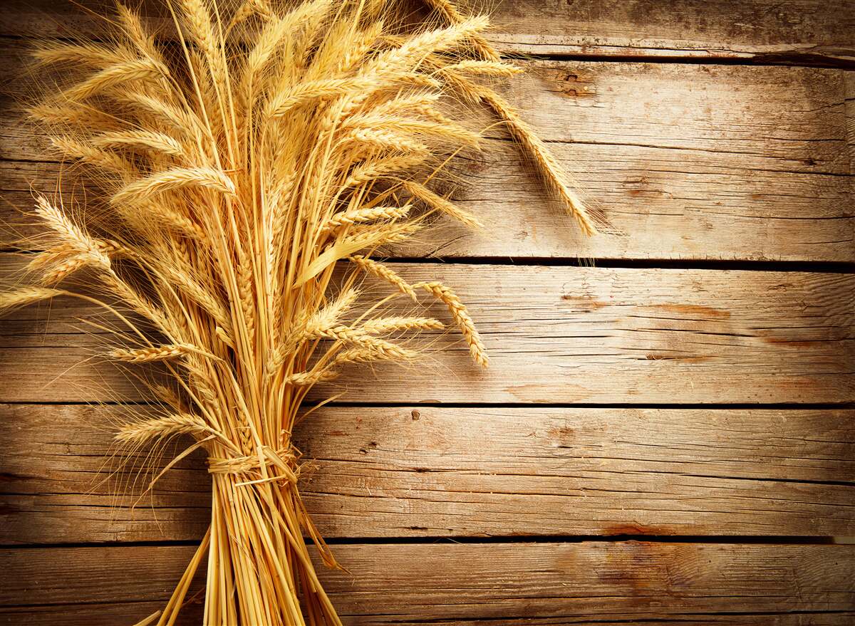 Fotobehang bos tarwe-aren