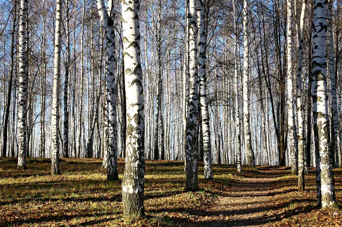 Fotobehang de bladeren zijn van de bomen gevallen