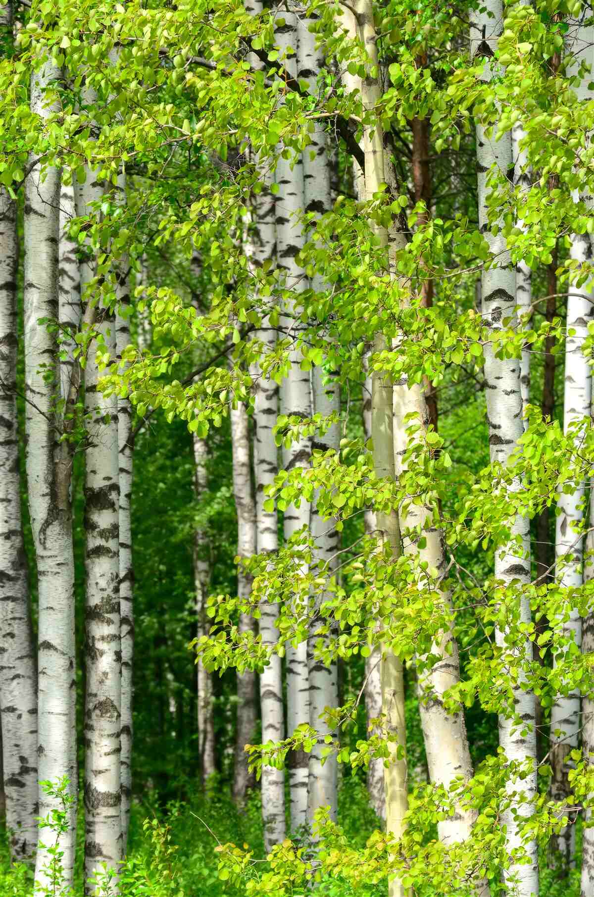 Fotobehang berkenbos