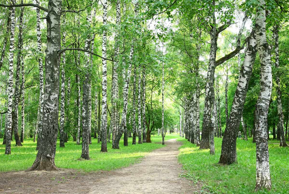 Fotobehang pad dat naar het bos leidt