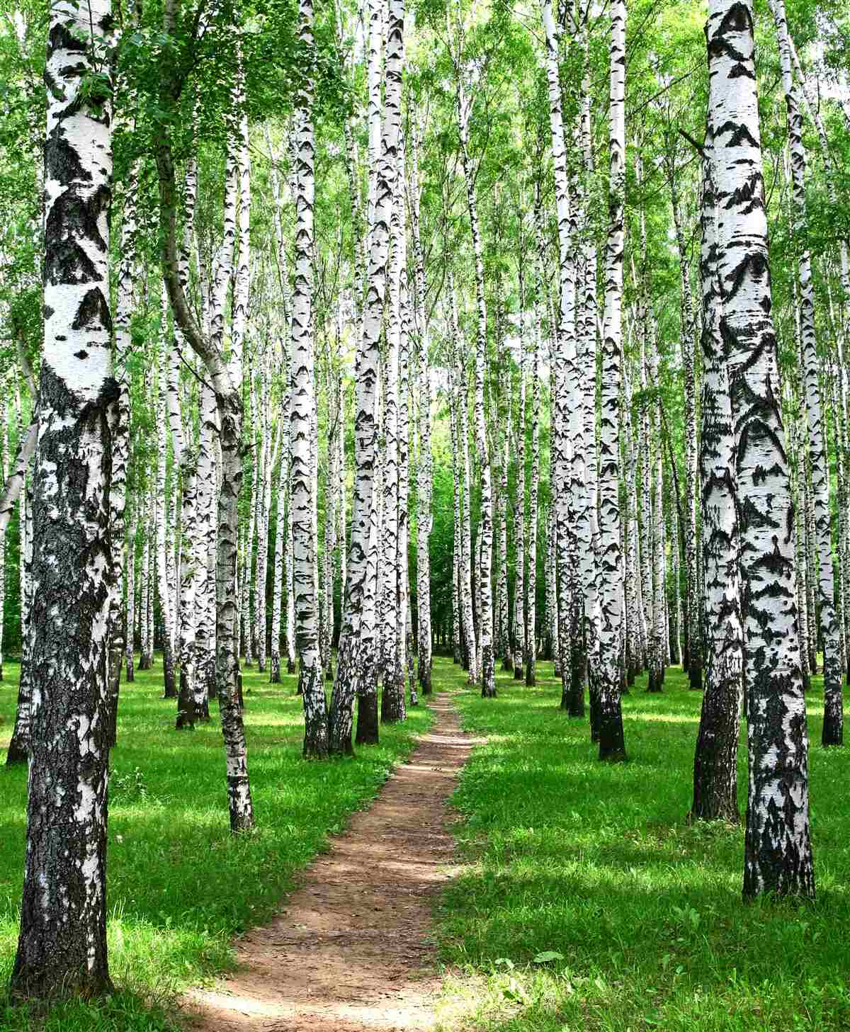 Fotobehang pad tussen de berken