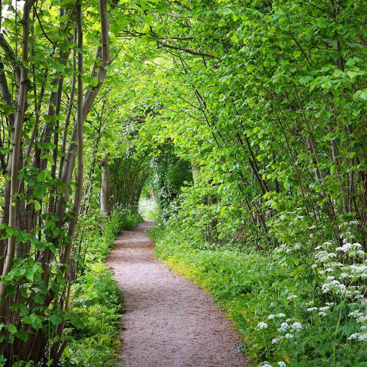 Fotobehang pad door het dichte smaragdgroene bos