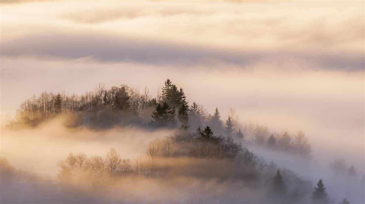 Fotobehang dichte mist tussen de bomen