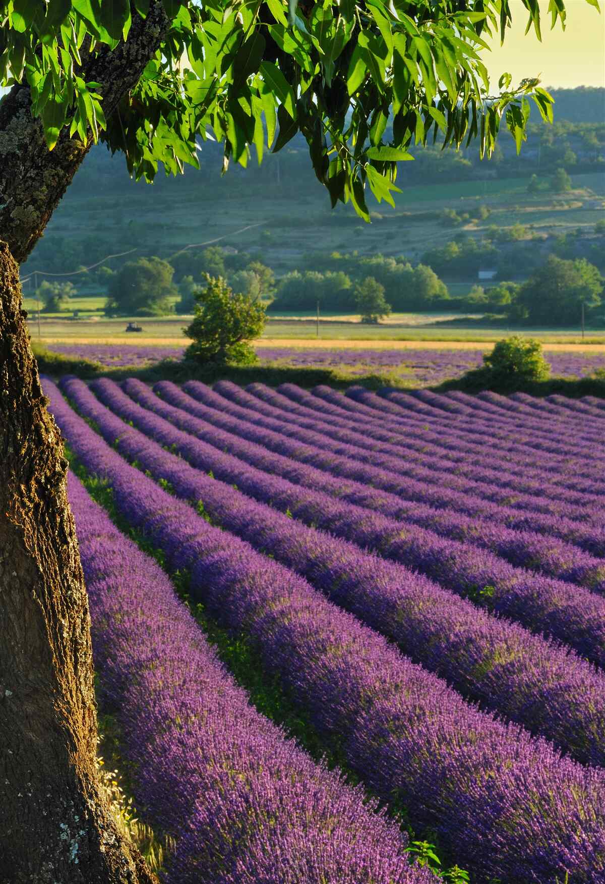 Fotobehang een veld geparfumeerd met lavendel