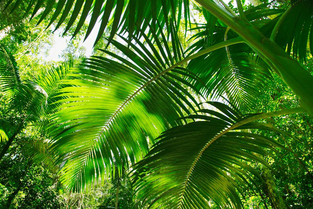 Fotobehang grote groene bladeren