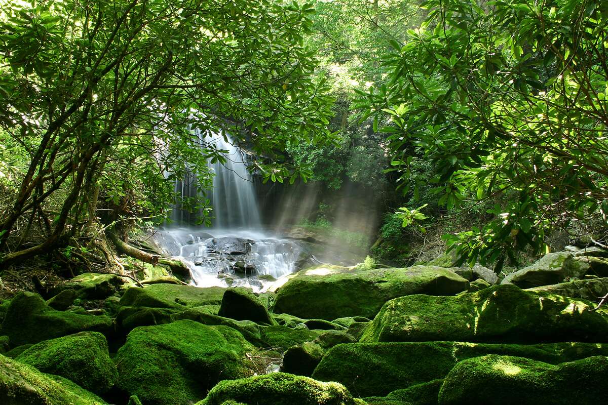 Fotobehang waterval omringd door weelderig groen en bomen