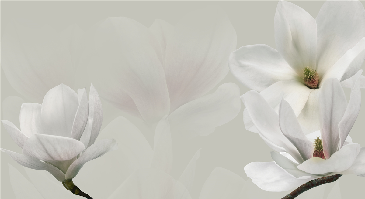 Fotobehang grote witte bloemen