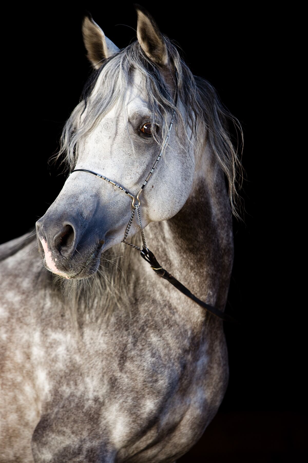 Fotobehang elegant silhouet van een paard op een donkere achtergrond